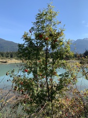 Sorbus sitchensis