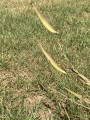 Asclepiadoideae