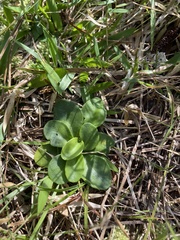 Erigeron vernus