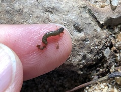 Rhyacophiloidea