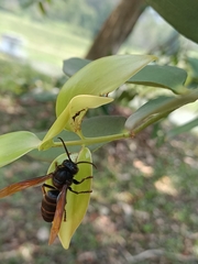 Vespa analis