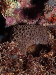 Leptastrea