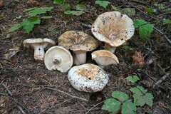 Russula brevipes acrior