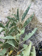 Asclepias nyctaginifolia