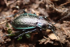 Carabus arvensis