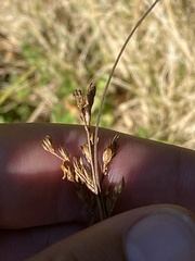 Juncus greenei