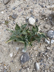 Asclepias nyctaginifolia