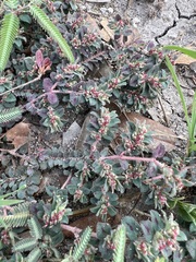 Euphorbia velleriflora
