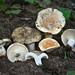 Russula brevipes acrior - Photo (c) Alan Rockefeller, some rights reserved (CC BY), uploaded by Alan Rockefeller