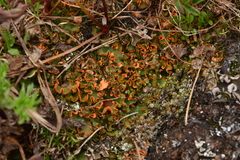 Solorina crocea