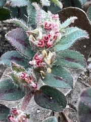 Euphorbia velleriflora