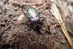 Carabus arvensis