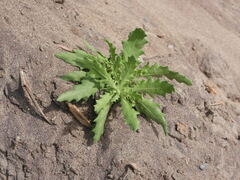 Cycloloma atriplicifolium