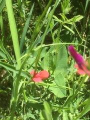 Lathyrus cicera