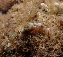Aplysia elongata