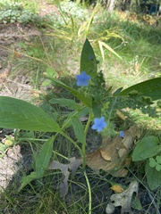 Cynoglossum amabile