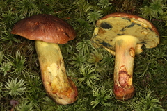 Butyriboletus brunneus