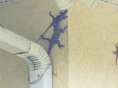 Agama picticauda