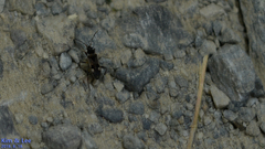 Panaorus albomaculatus