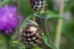 Acanthiophilus helianthi