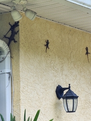 Agama picticauda