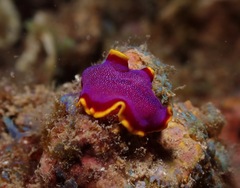 Pseudoceros ferrugineus