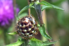 Acanthiophilus helianthi