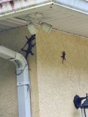 Agama picticauda
