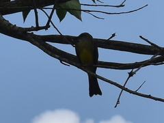 Tyrannus melancholicus