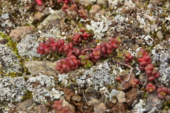 Sedum divergens