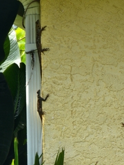 Agama picticauda