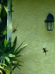Agama picticauda