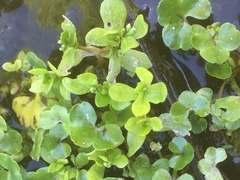 Ranunculus hederaceus