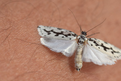 Ethmia candidella