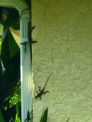 Agama picticauda
