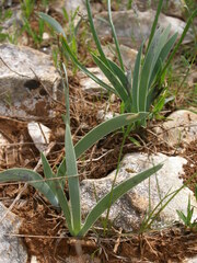 Iris pallida illyrica