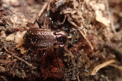 Carabus arvensis