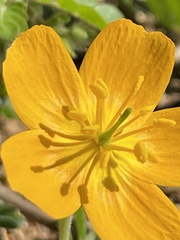 Kallstroemia peninsularis