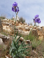 Iris pallida illyrica