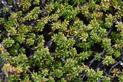 Kalmia procumbens
