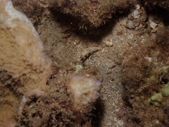 Gymnothorax gracilicauda