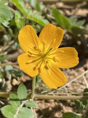 Kallstroemia peninsularis