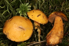 Suillus punctipes