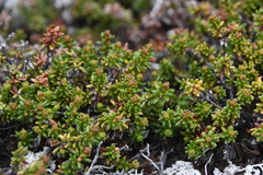 Kalmia procumbens