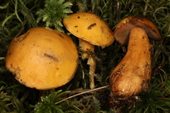 Suillus punctipes