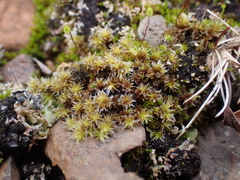 Syntrichia