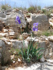 Iris pallida illyrica