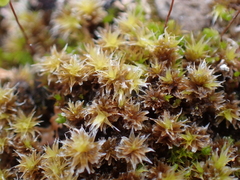 Syntrichia
