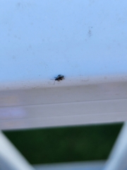 Phyllotreta striolata