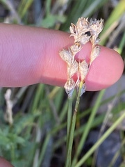 Carex longii